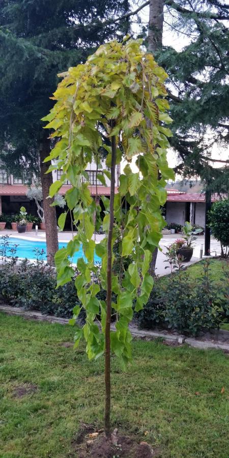 Villa Casa Barranqueiro Vilaboa Esterno foto